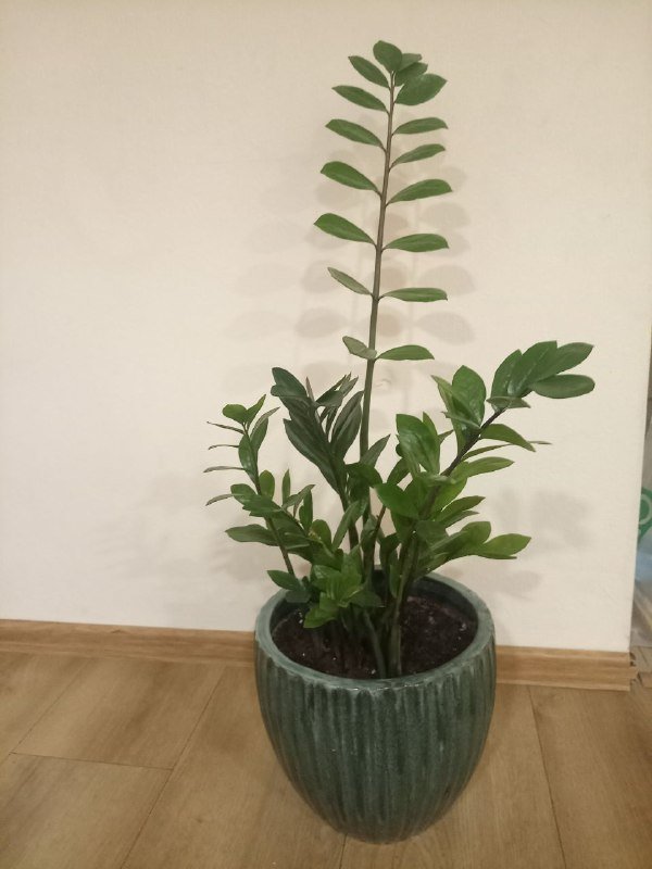 Зомиакулькус с керамическим горшком