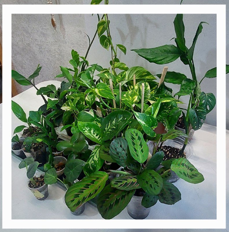 Комнатные растения