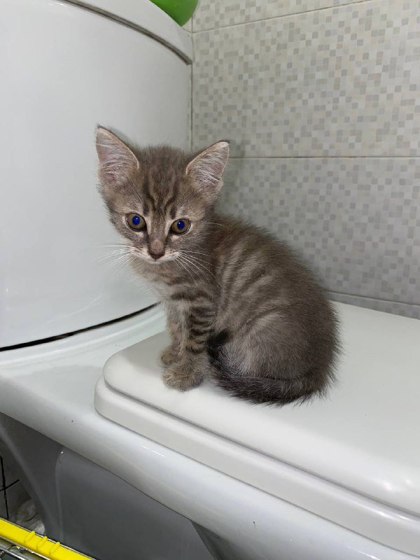 котята 1,5 месяца 3