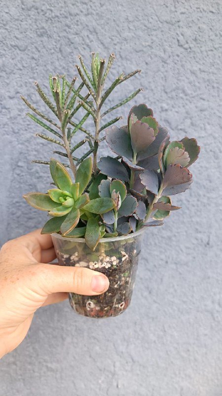 Каланхоэ Федченко, Каланхоэ Бехарское, композиция суккулентов 5