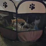 Котята 5