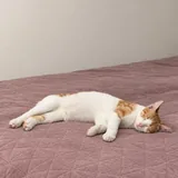 Кот Чипс ищет дом 4