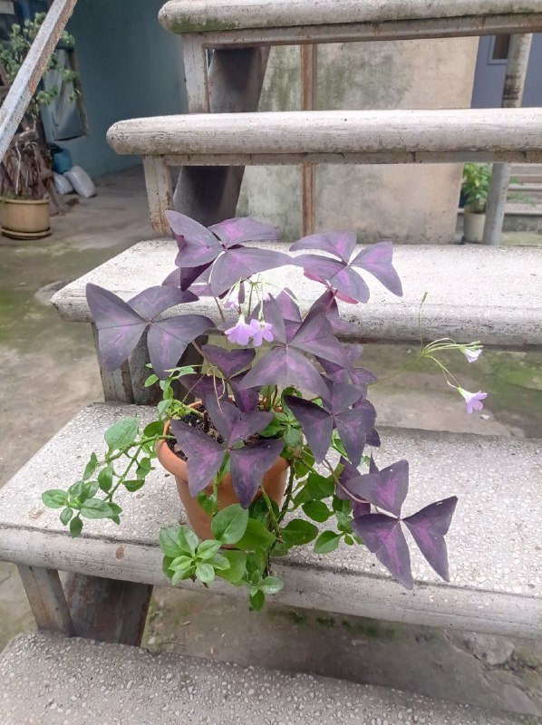 2в1 растение в горшке