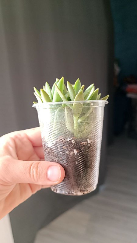 Растения Каланхоэ, Граптоседум, Крассула 4