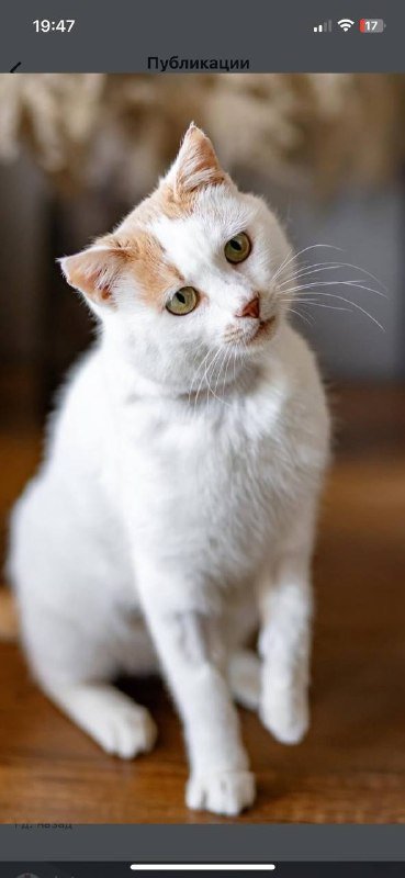Рокки, кот 5