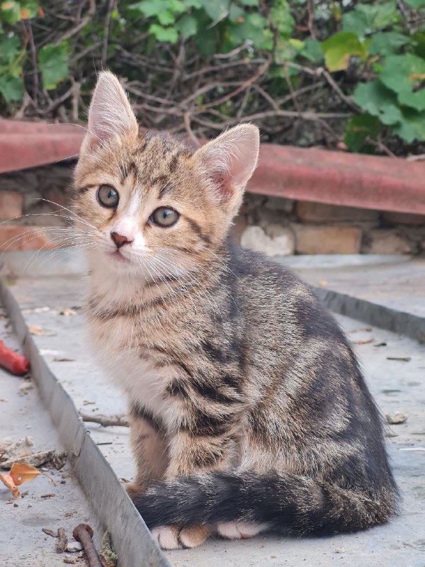 Котята бесплатно в добрые руки 1