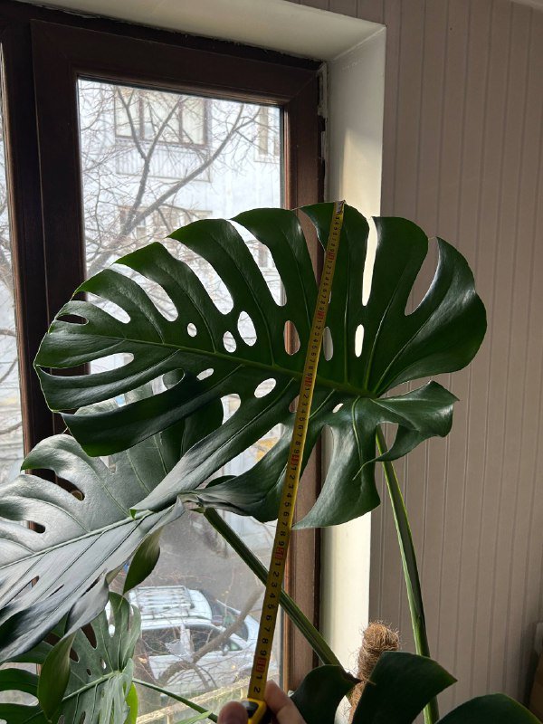 Монстера 1,80 см в горшке 4