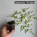Комнатные растения, цветы, папоротник Адиантум, хойя, пеперомия 5