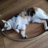 Кошка Курага ищет дом 1