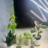 Комнатные растения 2