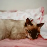 Сиамская кошка Лулу ищет дом 1