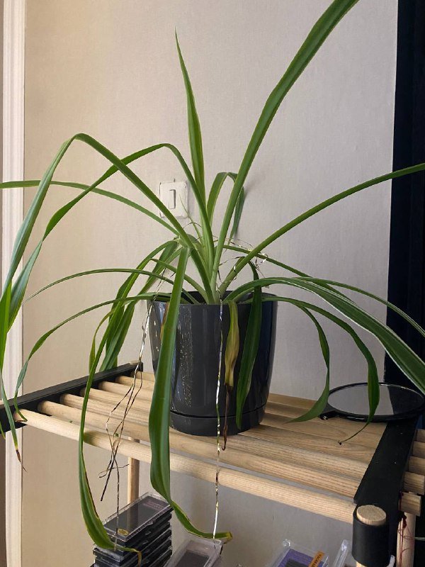 Комнатные растения 8