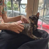 Котёнок 5
