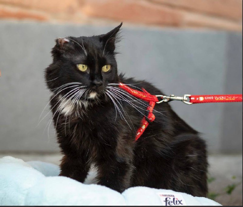 Передержка или дом для кошечки 2