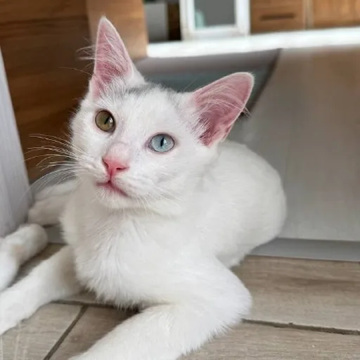 Котёнок ищет дом
