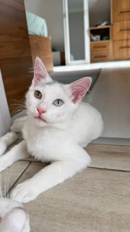 Котёнок ищет дом 1