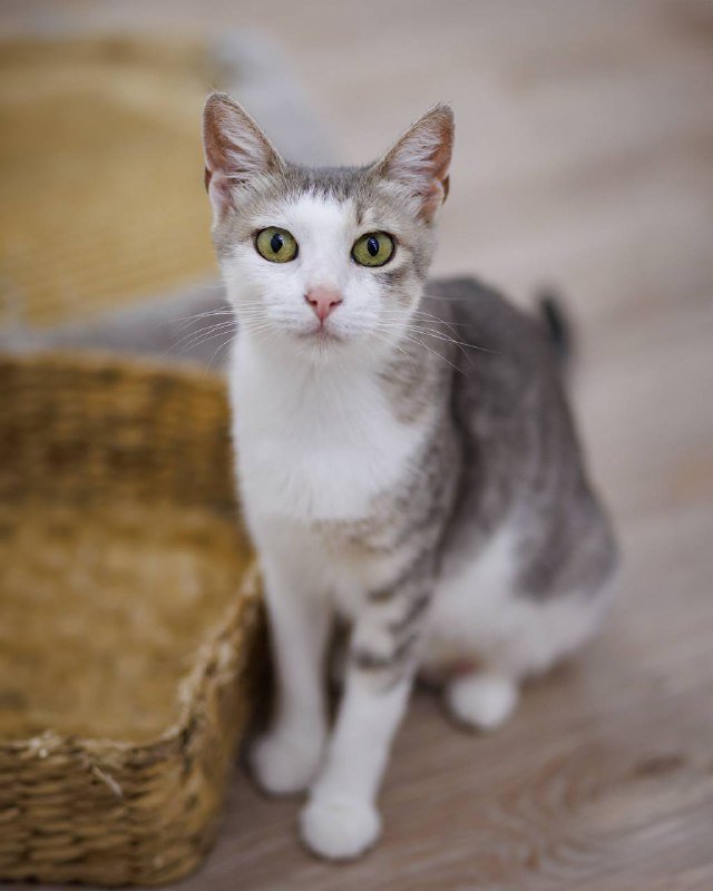 Кошка Ария в добрые руки