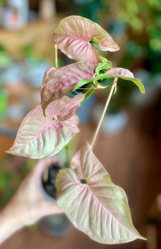 Сингониум Пинк Неон домашнее растение с розовыми листьями