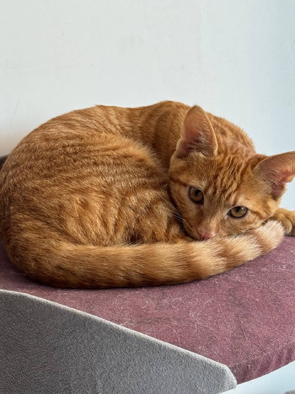 Котенок рыжий Лева ищет дом