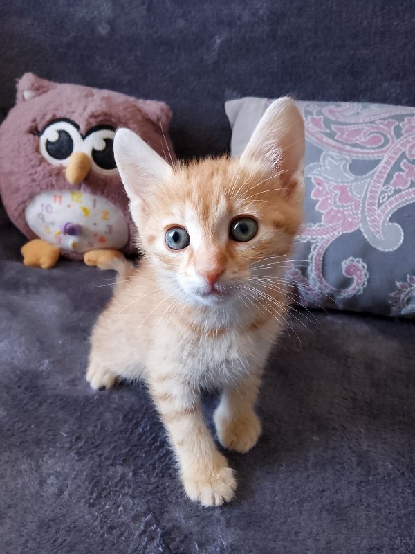 Котёнок Рыжик ищет дом 2
