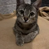 Котёнок ищет дом 2