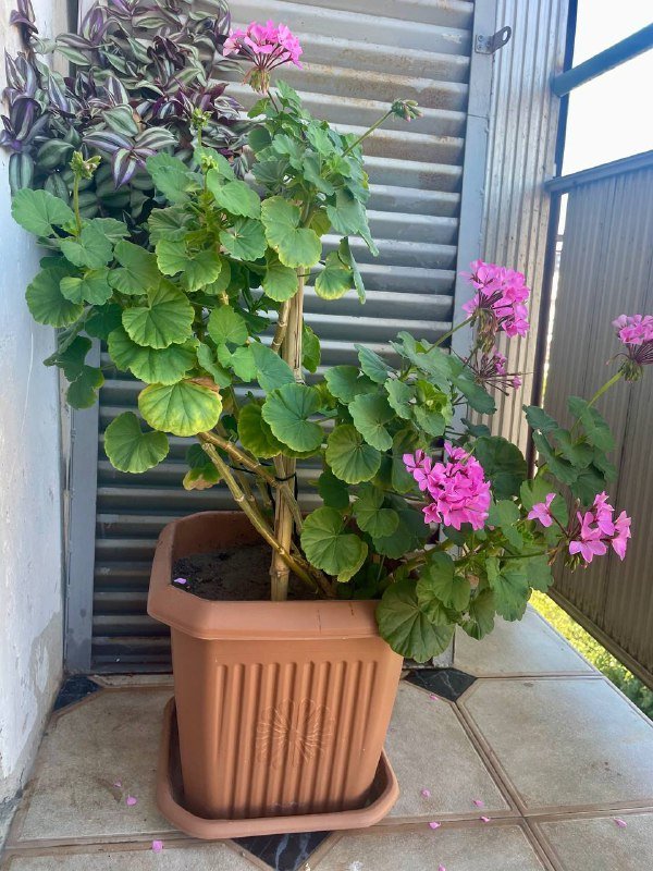 Сансевиерия, Чайная Роза, Канна лилия, Хлорофиум, Герань, Толстянки 5