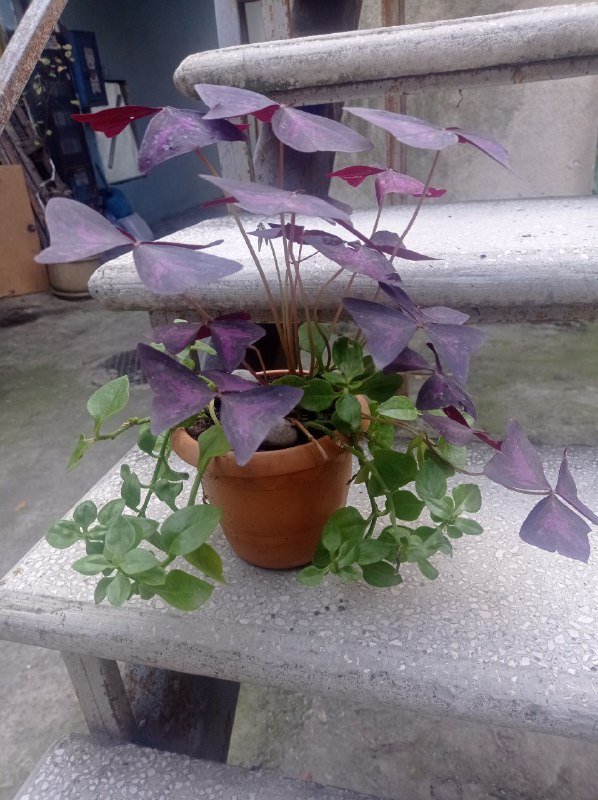 Комнатное растение в горшке