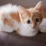 Рыжий котенок 2