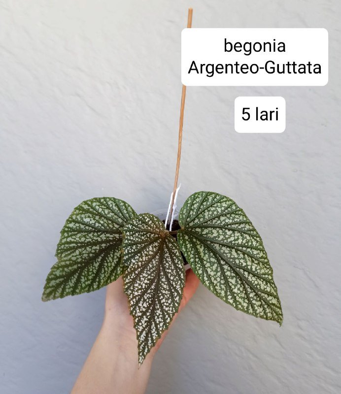 Бегонии, хойи 3