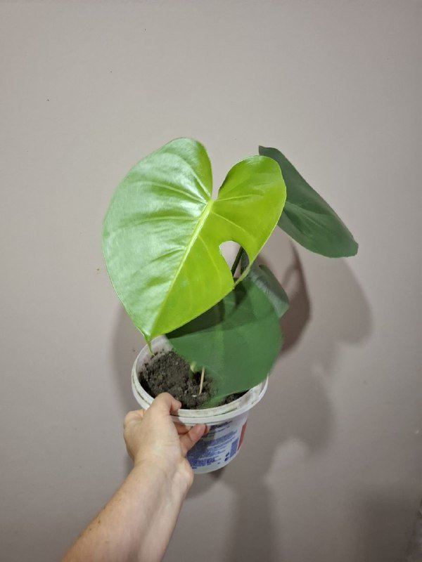 Строманты, Хлорофитум, Отросток монстеры, Молочай эуфорбия, Кампелия 2