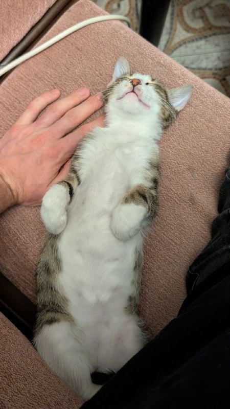 Котёнок по имени Кит ищет дом