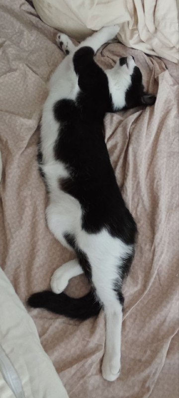 Котенок Пузик ищет дом с игрушками и кормом 7