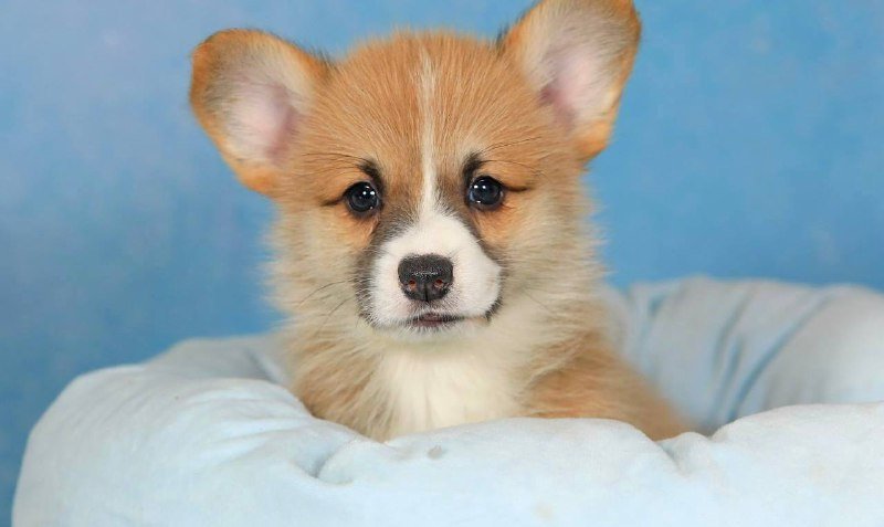 Щенок корги Матисс Анри 2