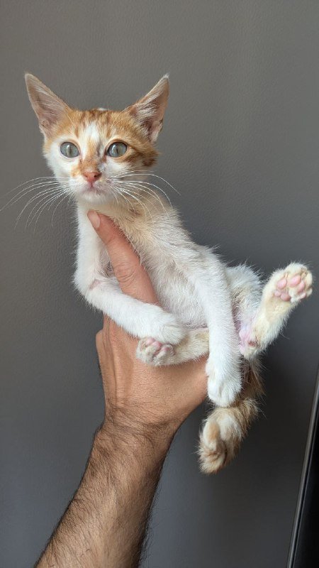 Котенка отдаю в добрые руки 2