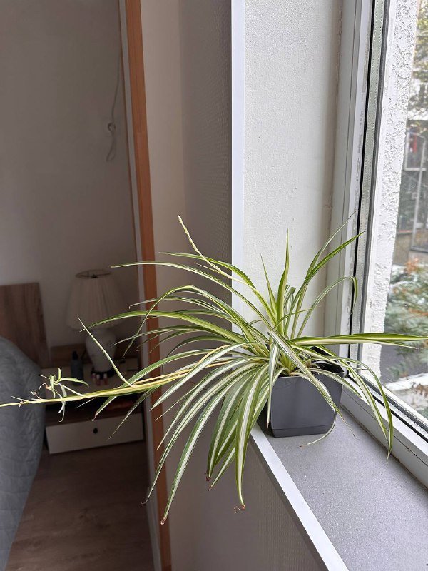 Горшки цветочные 3 шт, цветок в горшке 5