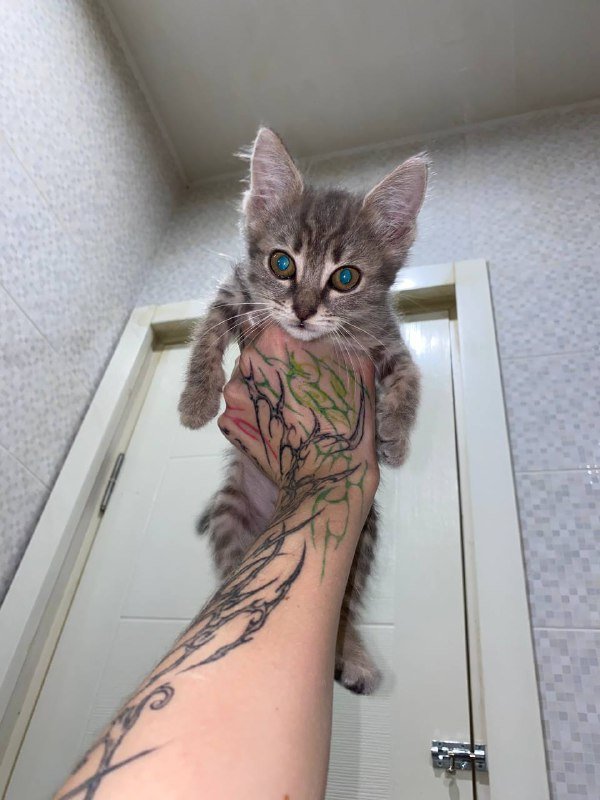 Котята для поиска родителей