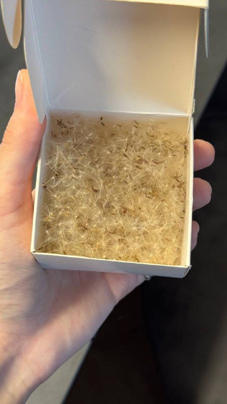 Сухоцветы в вакуумных упаковках, Вереск, Одуванчики, Лепестки василька 2