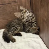 Котёнок, мальчик 2