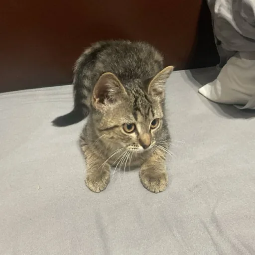 Кошечка