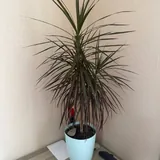 Кроссовки Boss 6