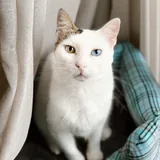 Кошка Луми ищет дом 2