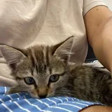 Котенок в добрые руки 2