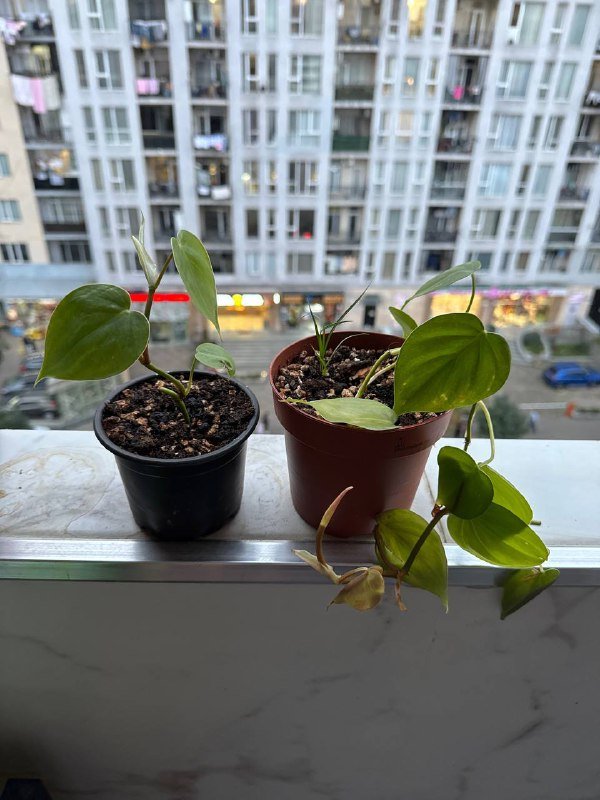 бразильский плющ в горшках