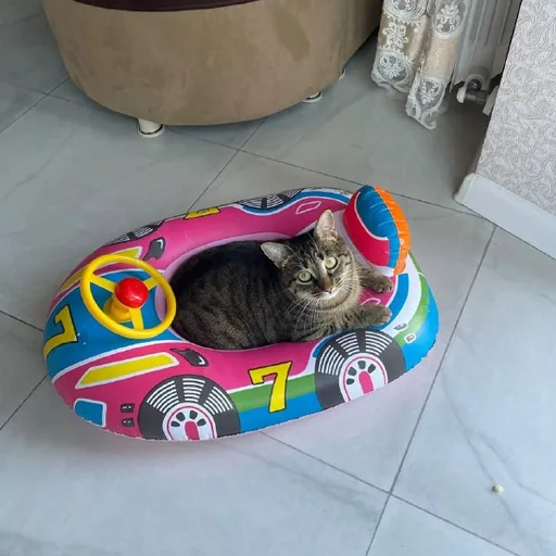 Kitty Katie to a loving home