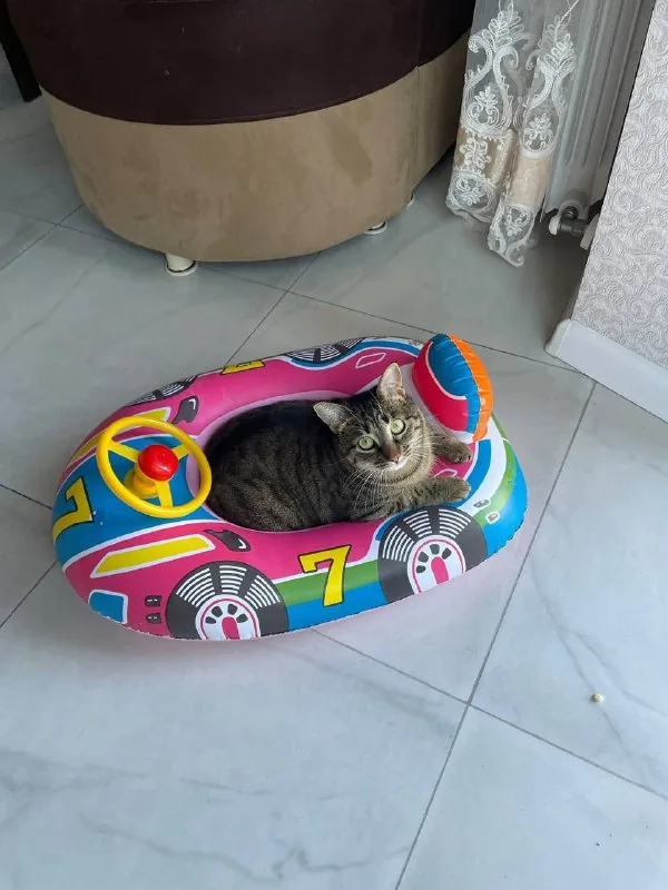 Kitty Katie to a loving home