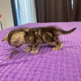 Шотландские котята 6