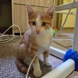Котята 4