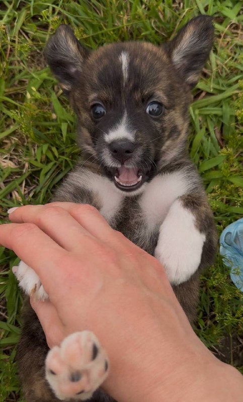 Щенки-девочки, 2 месяца, в ответственные руки 2