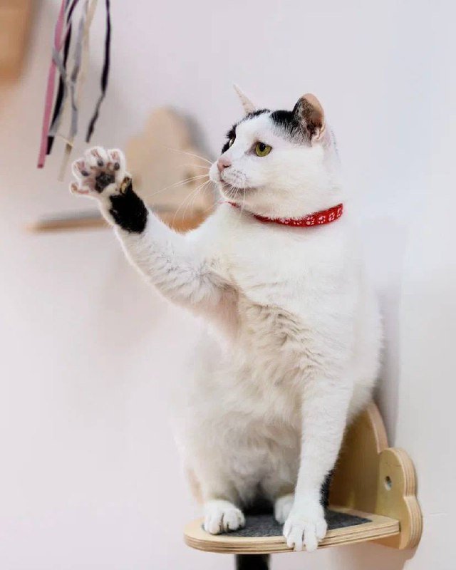 Кот Дзен ищет дом 5