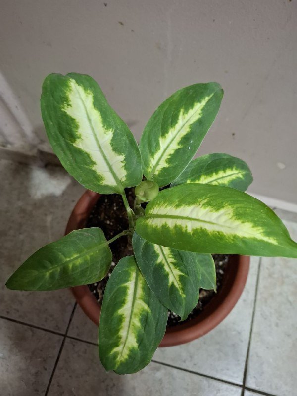 Монстера, рафидофора, хлорофитум, аспарагус, каланхоэ, суккулент, фикус, диффенбахия 10